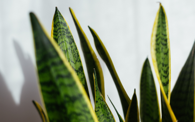 BENEFITS OF KEEPING A SNAKE PLANT ONLINE