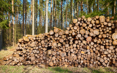 Facts You Need to Know About Sheesham Wood